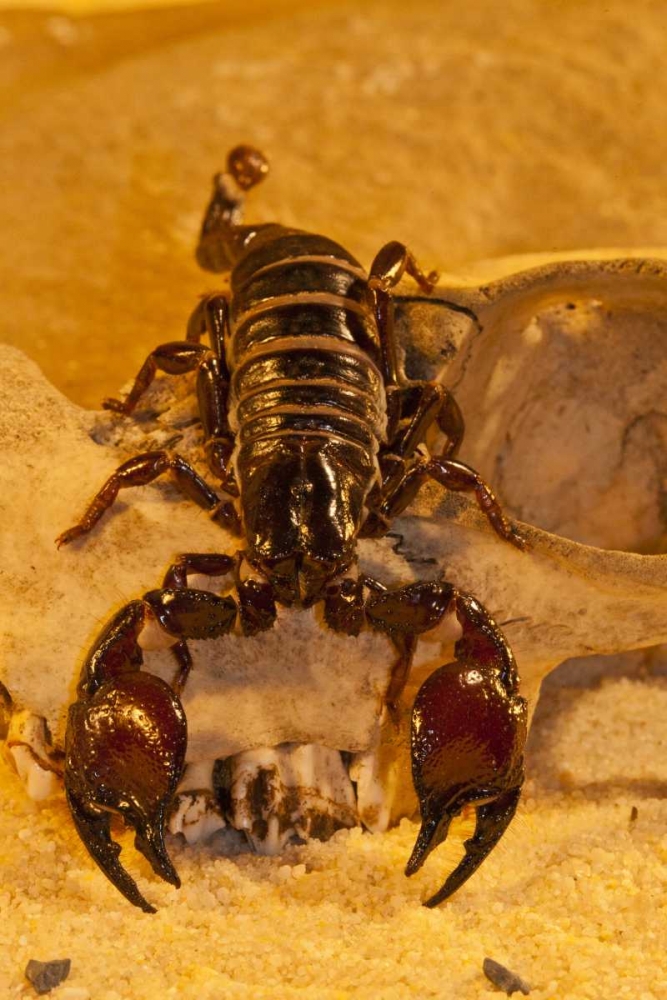 North Carolina Tasmanian red-clawed scorpion